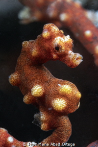 Pigmy sea horse Hipocampus denise by Jose Maria Abad Ortega 